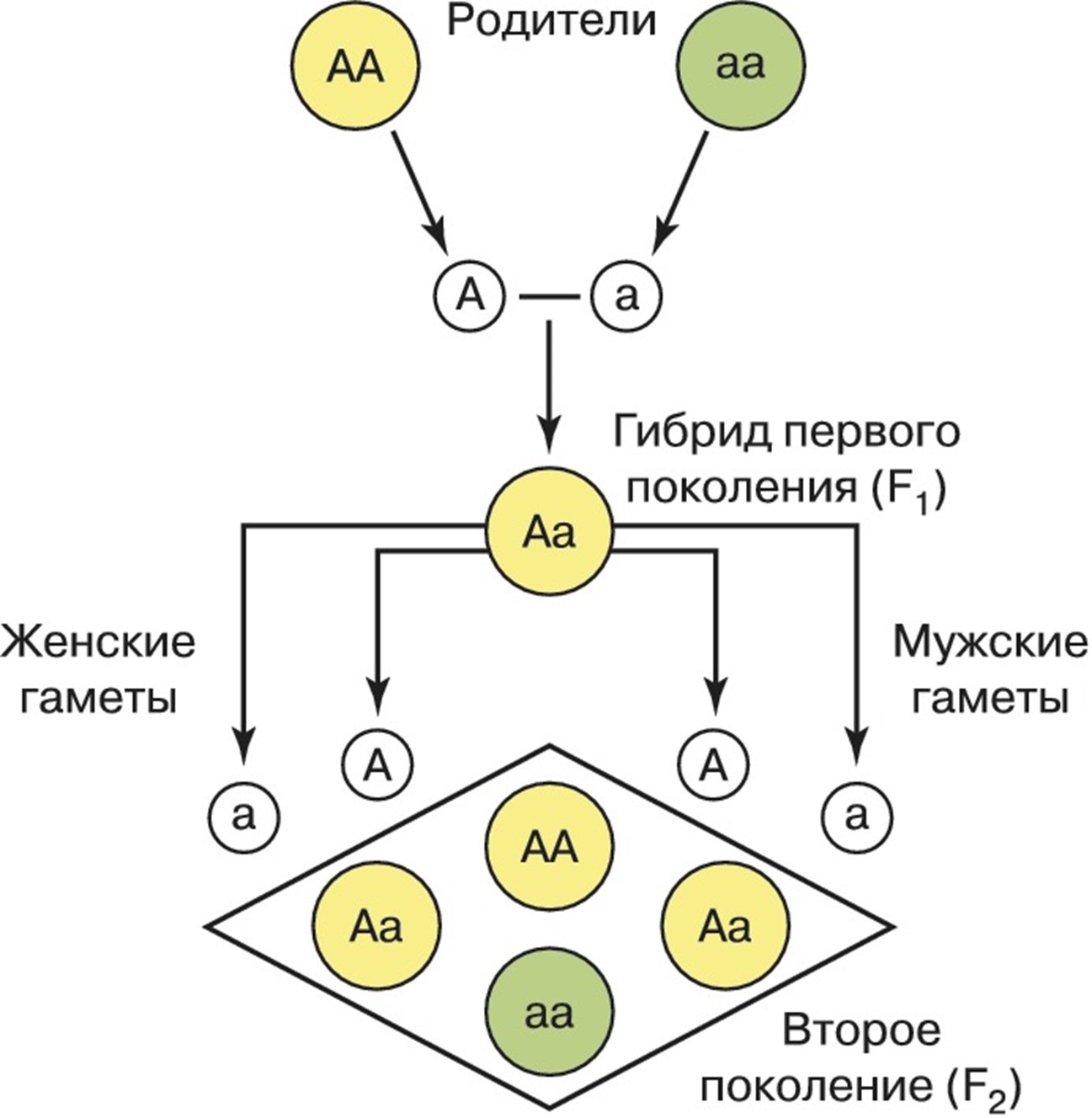 Схема скрещивания 1 закон менделя