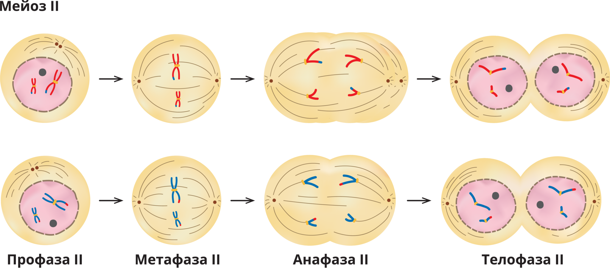 Интерфаза мейоза рисунок