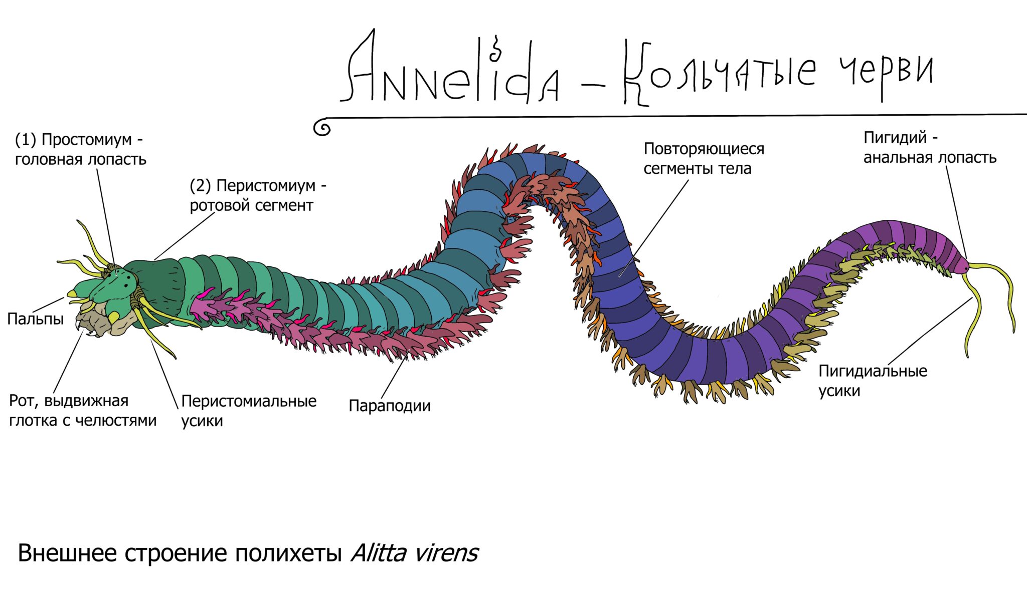 Внешнее строение дождевого червя
