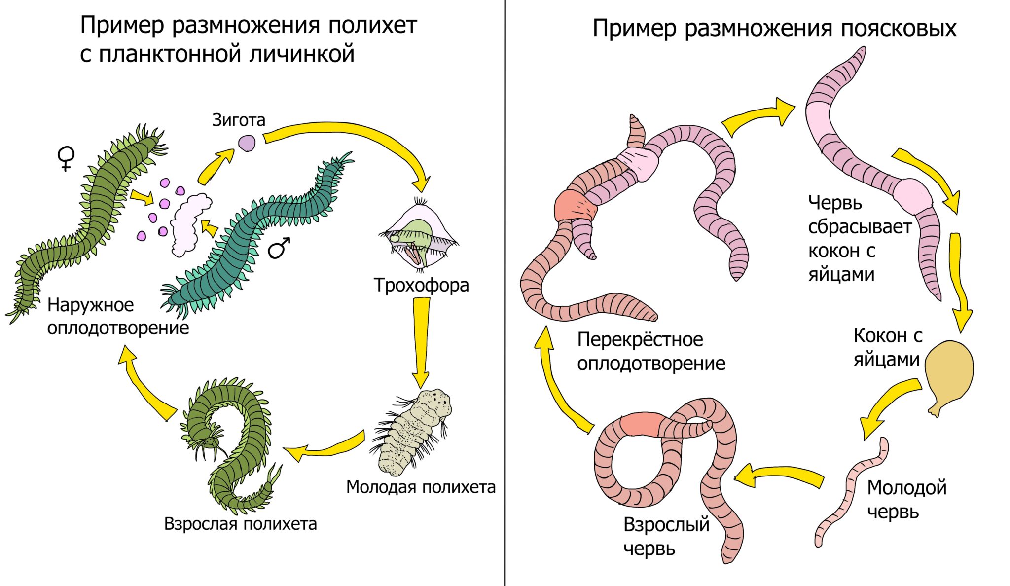 червь список фанфиков фото 63