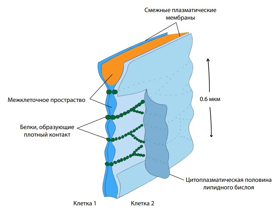 Деформации грудной клетки - лечение, симптомы, причины, диагностика | Центр Дикуля