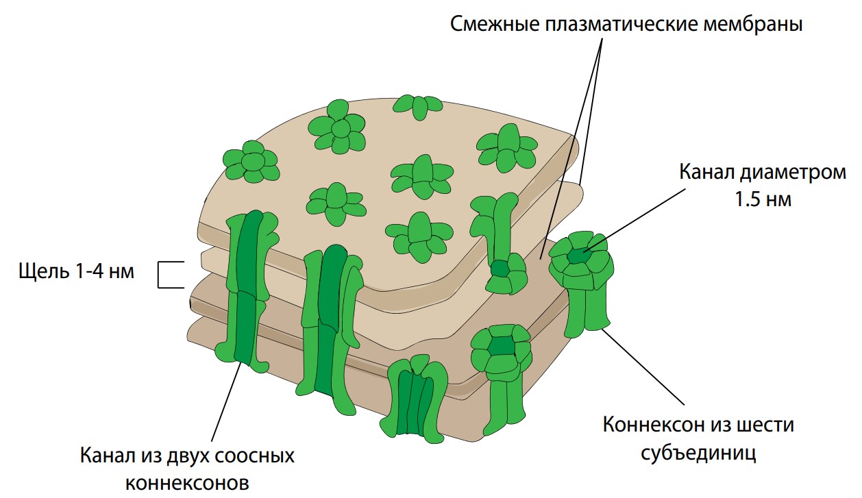 Строение 11