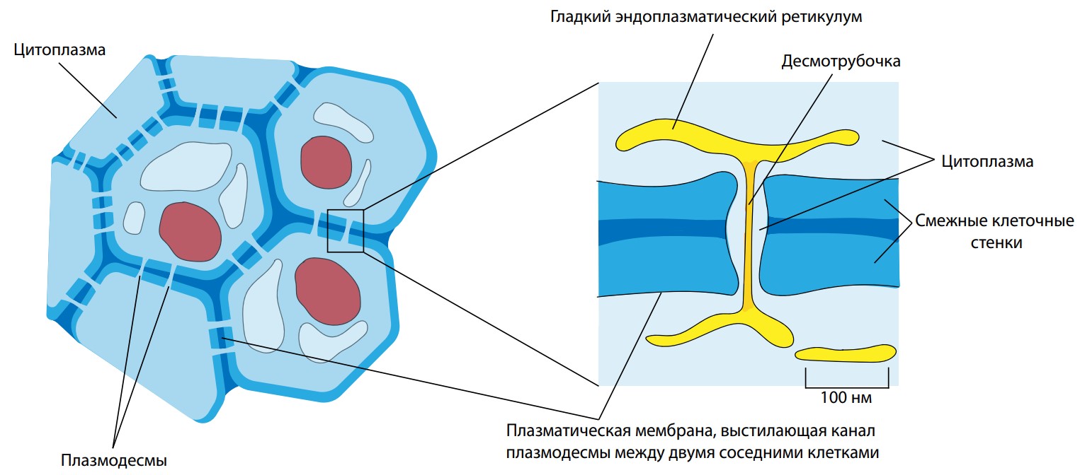 Какая клетка содержит плазмодесмы