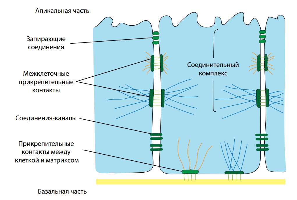 Схемы строения межклеточных контактов разных типов. Межклеточные контакты схема. Коммуникативные контакты клетки. Механические межклеточные контакты схема. Контакты клеток.