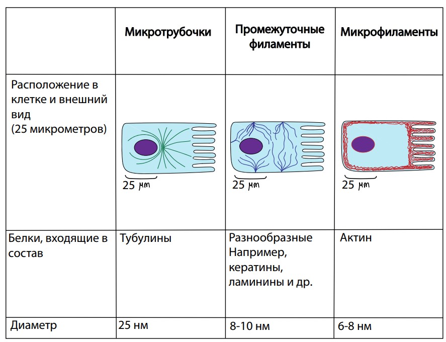 Типы межклеточных контактов таблица
