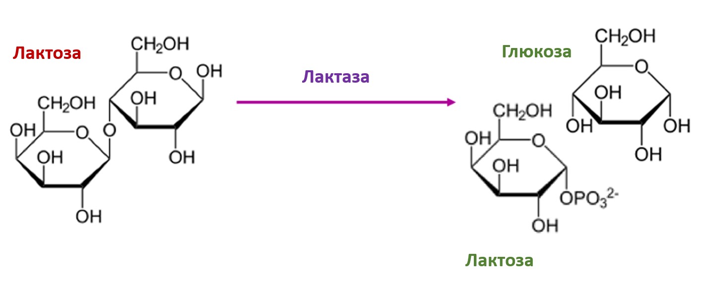 Мальтоза ферменты. Гидролиз лактозы. Окисление а мальтозы в мягких условиях. Реакция окисления мальтозы. Реакция гидролиза мальтозы.