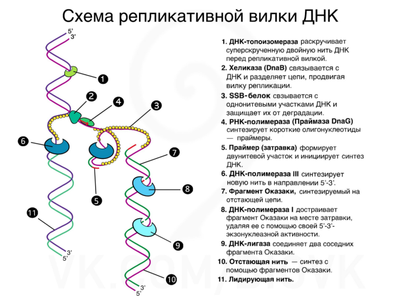 Репликативная вилка схема